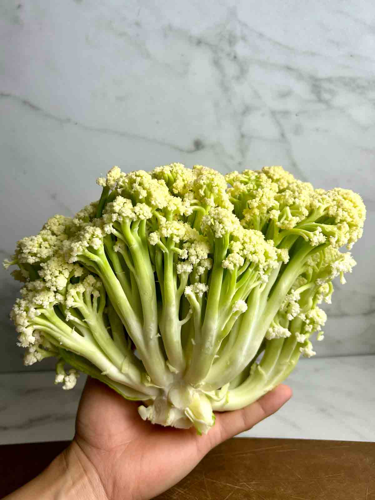 hand holding head of Chinese cauliflower