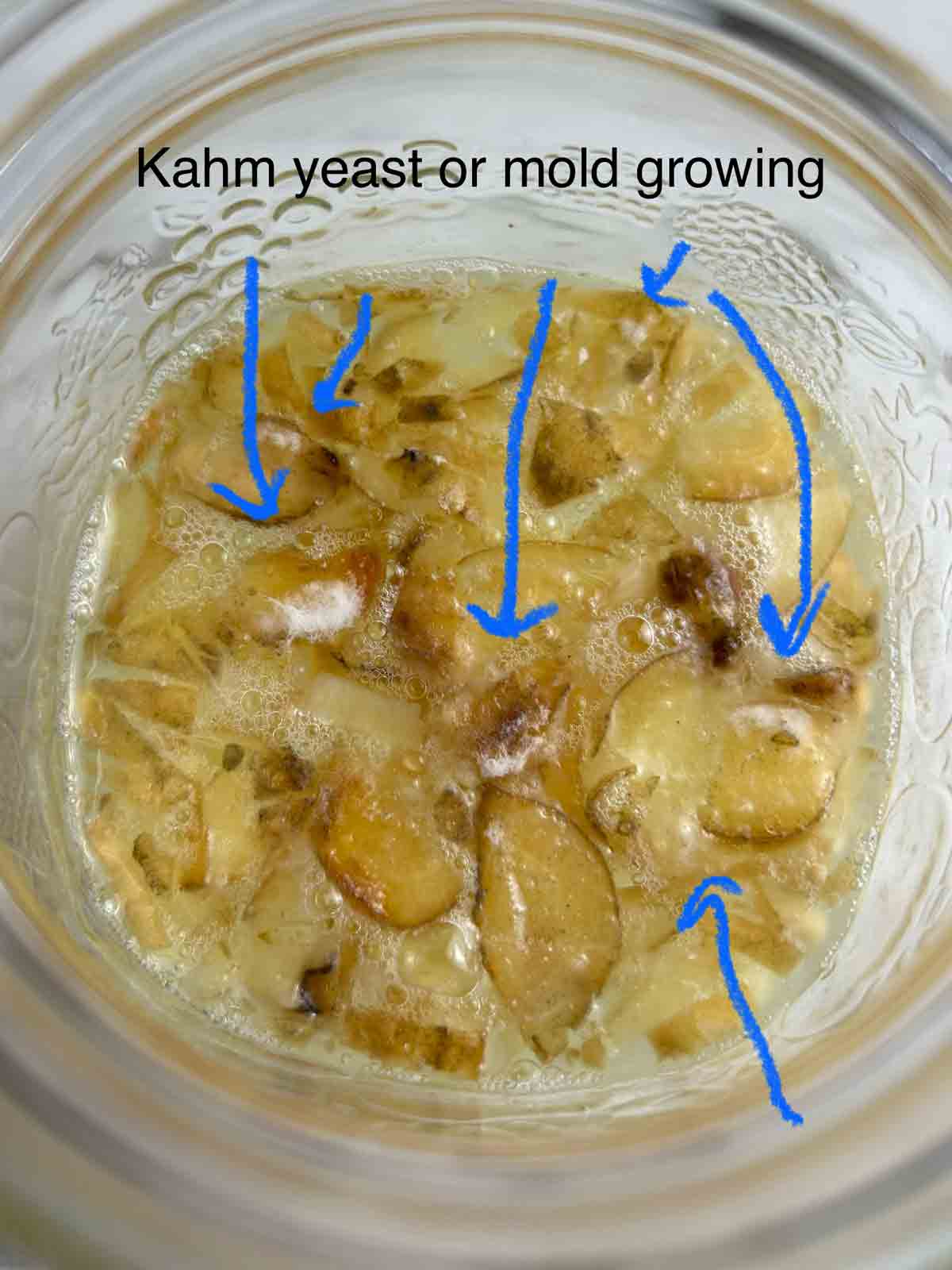 yeast or mold growing on top of ginger bug.