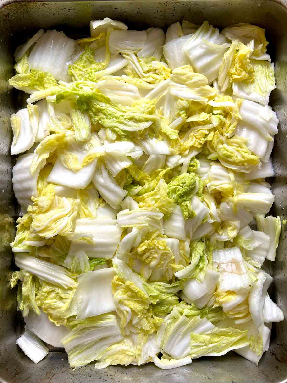 napa cabbage pieces being salted in roasting pan.